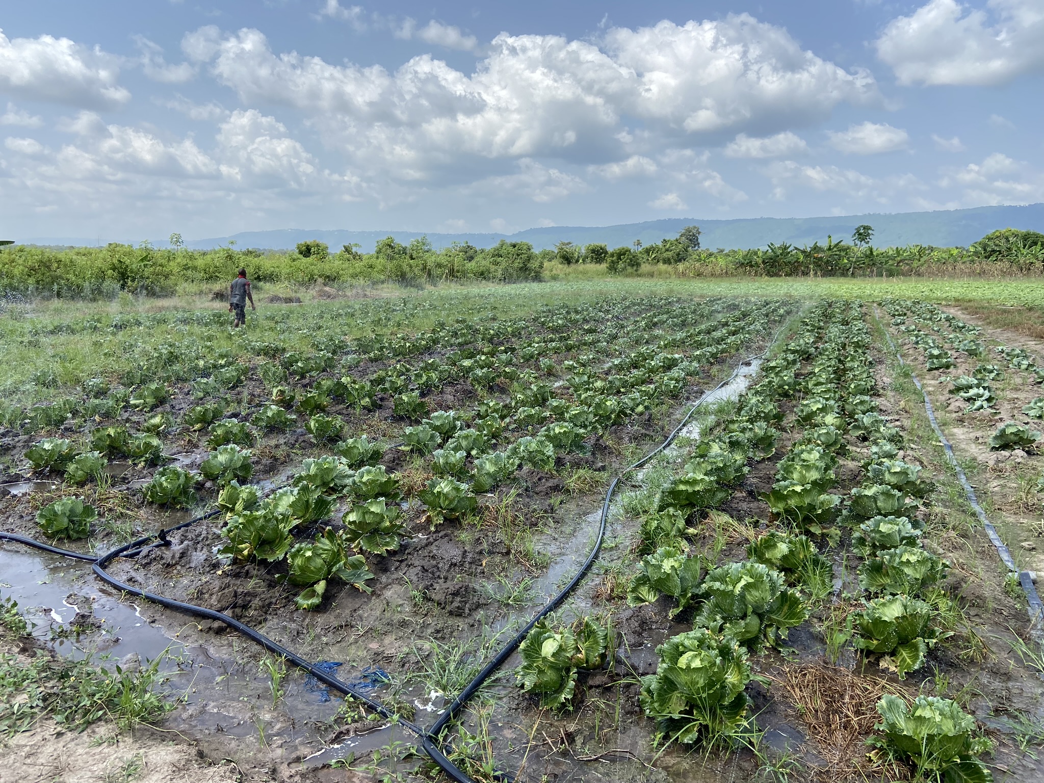Agropolis farm landscape