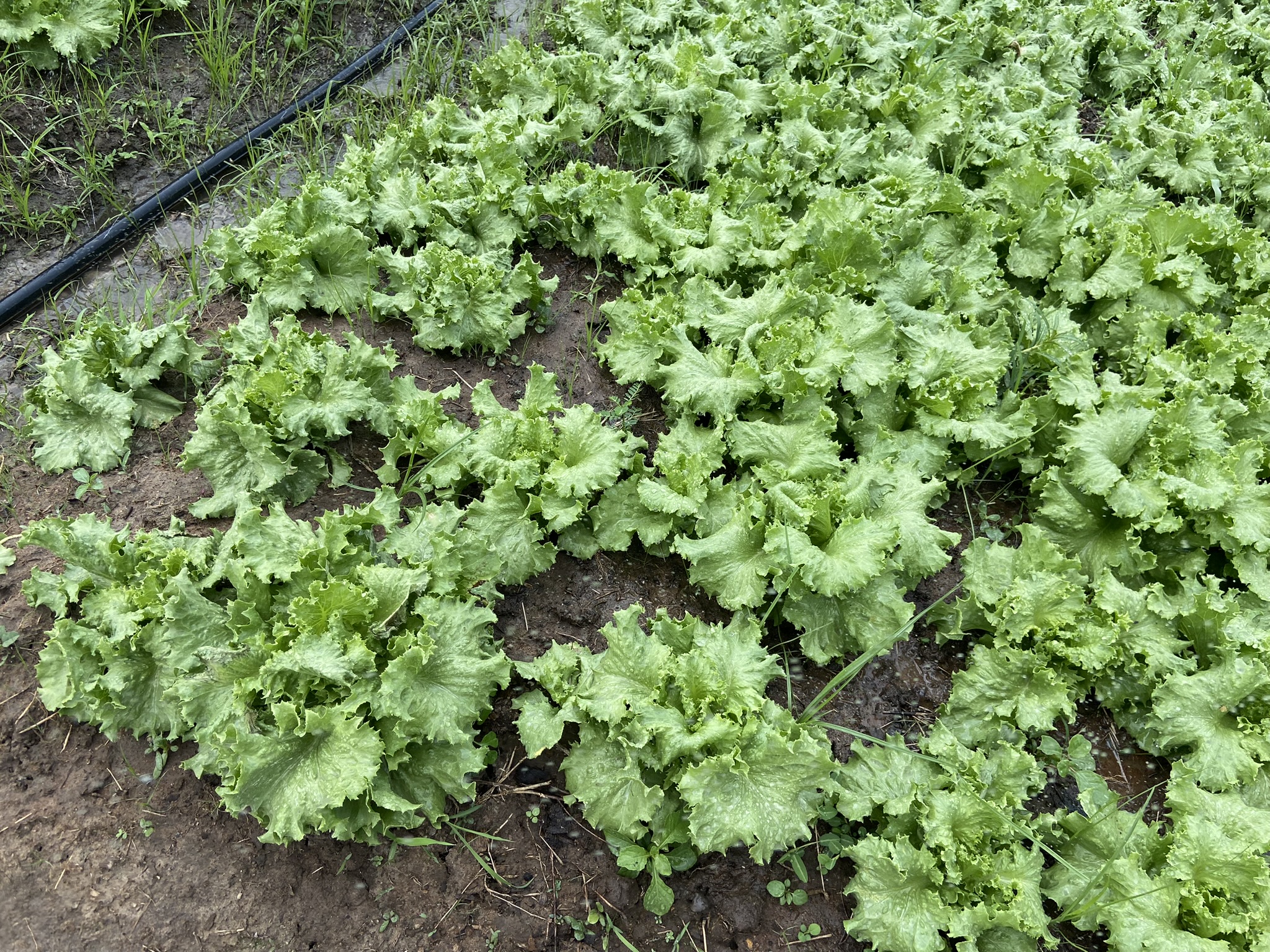 Greenhouse cultivation